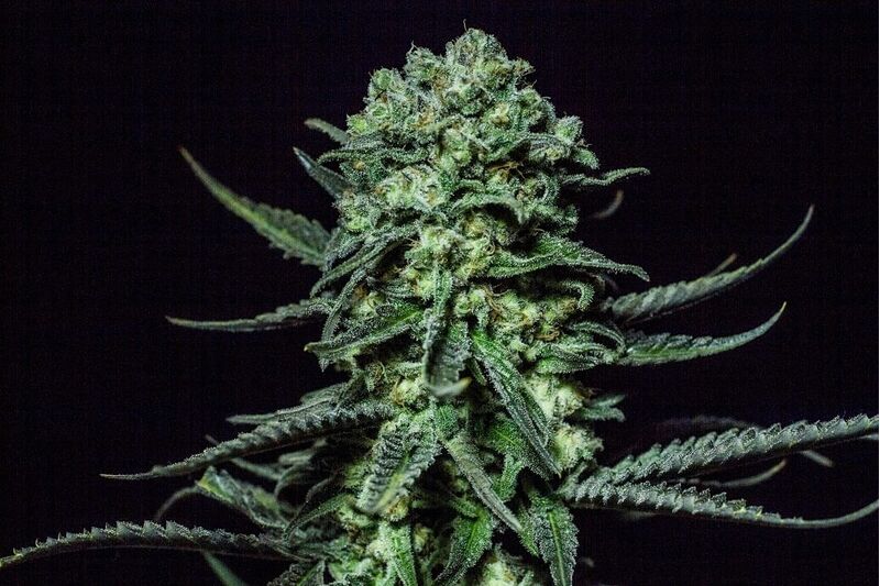 Muse, Фасовка: 3+3, изображение 2